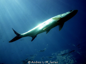 Tarpon , belly-up... by Andres L-M_larraz 